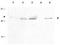 Cyclin B1 antibody, TA319230, Origene, Western Blot image 