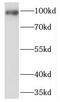 Phosphodiesterase 6B antibody, FNab06259, FineTest, Western Blot image 