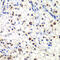 General Transcription Factor IIF Subunit 2 antibody, 15-024, ProSci, Immunohistochemistry frozen image 