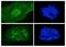 Centromere Protein F antibody, GTX77645, GeneTex, Immunocytochemistry image 