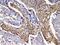 Actinin Alpha 3 (Gene/Pseudogene) antibody, PA5-78720, Invitrogen Antibodies, Immunohistochemistry paraffin image 