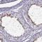 TBC1 domain family member 3 antibody, HPA047745, Atlas Antibodies, Immunohistochemistry frozen image 