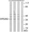 Olfactory Receptor Family 52 Subfamily B Member 2 antibody, A30883, Boster Biological Technology, Western Blot image 