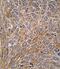 GIT ArfGAP 1 antibody, PA5-14313, Invitrogen Antibodies, Immunohistochemistry frozen image 