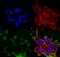 LDL Receptor Related Protein 4 antibody, 56540, QED Bioscience, Immunocytochemistry image 