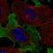 Killer Cell Lectin Like Receptor C2 antibody, NBP2-58380, Novus Biologicals, Immunocytochemistry image 