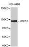 Phosphodiesterase 1C antibody, STJ24931, St John