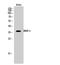 BCL2 Interacting Protein 2 antibody, A07336-1, Boster Biological Technology, Western Blot image 