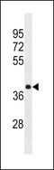 Heterogeneous Nuclear Ribonucleoprotein A3 antibody, LS-B10693, Lifespan Biosciences, Western Blot image 