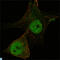 FOXP3 antibody, LS-C812607, Lifespan Biosciences, Immunofluorescence image 