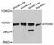 Phosphodiesterase 8A antibody, abx126340, Abbexa, Western Blot image 