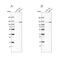 Chromodomain Helicase DNA Binding Protein 1 Like antibody, PA5-55689, Invitrogen Antibodies, Western Blot image 