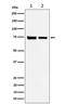 Cleavage And Polyadenylation Specific Factor 3 antibody, M08921, Boster Biological Technology, Western Blot image 