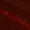 Glutamate Metabotropic Receptor 2 antibody, ER2/3, Aves Labs, Immunofluorescence image 