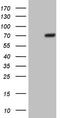 POTE Ankyrin Domain Family Member G antibody, TA808179, Origene, Western Blot image 