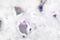 Neurotrophic Receptor Tyrosine Kinase 2 antibody, LS-C177968, Lifespan Biosciences, Immunohistochemistry frozen image 