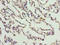 Cornichon Family AMPA Receptor Auxiliary Protein 3 antibody, orb35870, Biorbyt, Immunohistochemistry paraffin image 