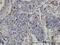 Tryptase Alpha/Beta 1 antibody, LS-C105045, Lifespan Biosciences, Immunohistochemistry frozen image 