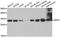 Inositol Monophosphatase 1 antibody, A6381, ABclonal Technology, Western Blot image 