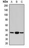 Basic Leucine Zipper Nuclear Factor 1 antibody, LS-C668267, Lifespan Biosciences, Western Blot image 