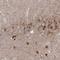 Protocadherin Alpha 1 antibody, HPA035969, Atlas Antibodies, Immunohistochemistry frozen image 