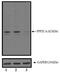 Protein Phosphatase 2 Scaffold Subunit Aalpha antibody, PA5-17516, Invitrogen Antibodies, Western Blot image 