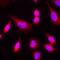 NFKB Inhibitor Alpha antibody, AF4299, R&D Systems, Immunofluorescence image 