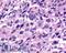 Relaxin-3 receptor 1 antibody, LS-A1745, Lifespan Biosciences, Immunohistochemistry frozen image 