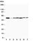 Mitogen-Activated Protein Kinase 8 antibody, R30478, NSJ Bioreagents, Western Blot image 