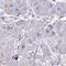 Tripartite Motif Containing 52 antibody, HPA056819, Atlas Antibodies, Immunohistochemistry paraffin image 