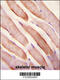 Stanniocalcin 2 antibody, 57-734, ProSci, Immunohistochemistry frozen image 