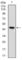 Protein Phosphatase 2 Phosphatase Activator antibody, abx011399, Abbexa, Western Blot image 