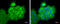Aldehyde dehydrogenase family 1 member A3 antibody, GTX110784, GeneTex, Immunofluorescence image 