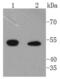 Integrin Linked Kinase antibody, NBP2-67621, Novus Biologicals, Western Blot image 