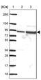 Sulfatase 1 antibody, PA5-63012, Invitrogen Antibodies, Western Blot image 