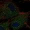 Ring Finger And CCCH-Type Domains 2 antibody, NBP2-68785, Novus Biologicals, Immunocytochemistry image 