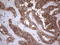 Phosphatidylinositol-4,5-Bisphosphate 3-Kinase Catalytic Subunit Alpha antibody, LS-C340631, Lifespan Biosciences, Immunohistochemistry frozen image 