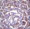 Serine Protease 3 antibody, LS-C162195, Lifespan Biosciences, Immunohistochemistry frozen image 