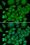 Superoxide Dismutase 3 antibody, LS-C748952, Lifespan Biosciences, Immunofluorescence image 