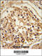 SHC Binding And Spindle Associated 1 antibody, 61-925, ProSci, Immunohistochemistry paraffin image 