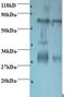 Chicken IgY antibody, LS-C210717, Lifespan Biosciences, Western Blot image 