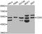 CD55 Molecule (Cromer Blood Group) antibody, A1228, ABclonal Technology, Western Blot image 