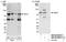 Slingshot Protein Phosphatase 3 antibody, NB100-60675, Novus Biologicals, Western Blot image 