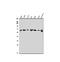 Methyl-CpG Binding Domain 4, DNA Glycosylase antibody, A03462, Boster Biological Technology, Western Blot image 