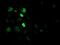 Cryptochrome Circadian Regulator 2 antibody, MA5-25543, Invitrogen Antibodies, Immunocytochemistry image 
