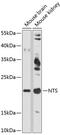 Neurotensin antibody, 14-365, ProSci, Western Blot image 