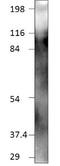 Anoctamin 1 antibody, GTX47816, GeneTex, Western Blot image 