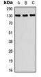 PR/SET Domain 10 antibody, GTX56214, GeneTex, Western Blot image 