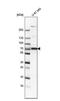 5'-Nucleotidase Ecto antibody, NBP1-85740, Novus Biologicals, Western Blot image 