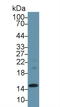 Transthyretin antibody, LS-C296788, Lifespan Biosciences, Western Blot image 